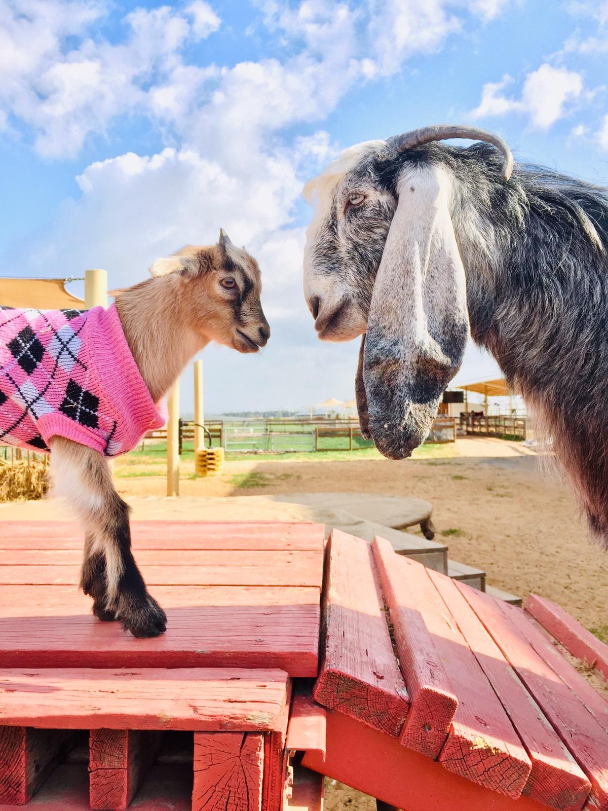 Nitzan and Mantegvosh at Freedom Farm Sanctuary