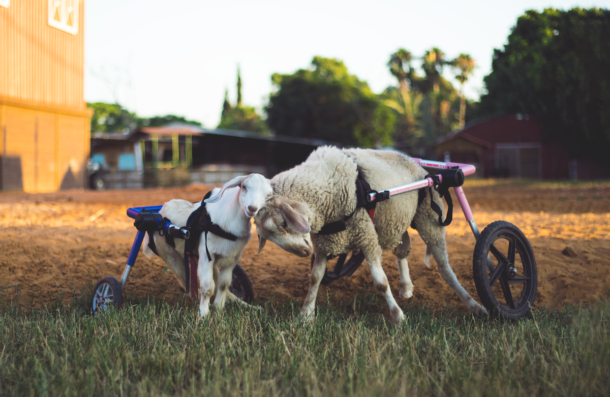 Billy and Amir at Freedom Farm Sanctuary
